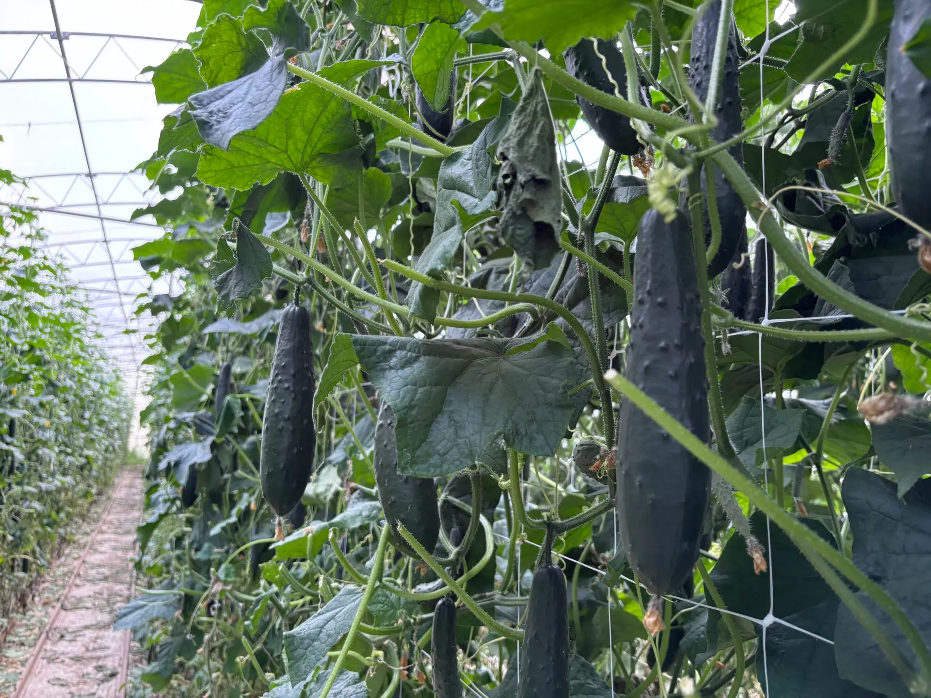 20250526_124432343_iOS