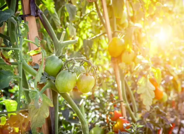 coltivazione_pomodori