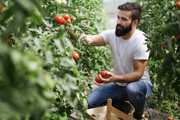 ecofarm ozono pomodori celle di conservazione