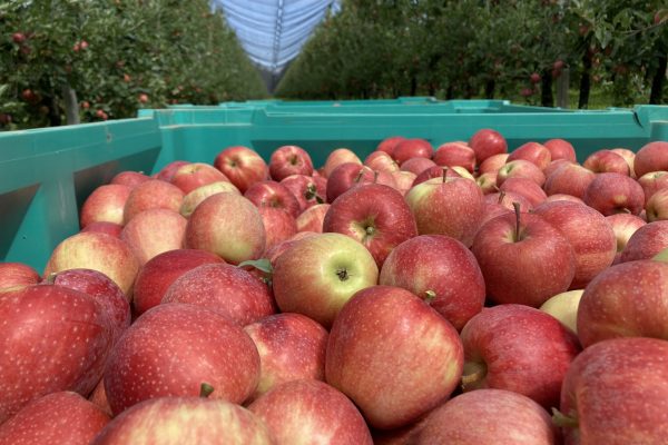 Ecofarm mele ozono celle di conservazione