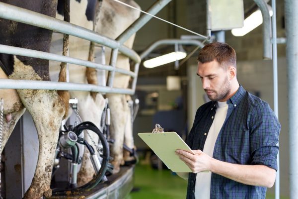 man with clipboard and milking cows on dairy farm