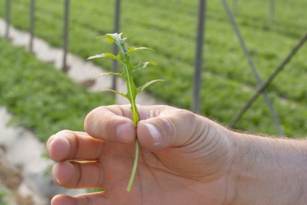 ozono irrigazione ecofarm_
