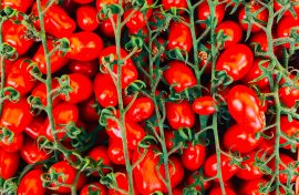 pomodoro cella conservazione