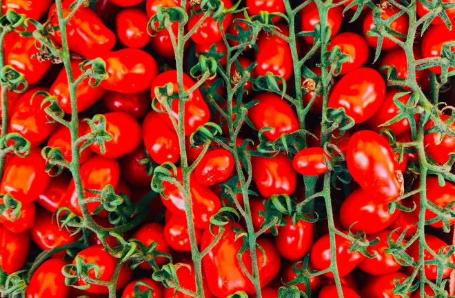 pomodoro cella conservazione