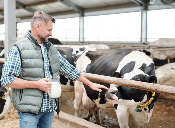 Young worker of contemporary farmhouse with jug of milk touching one of cows in cowshed while standing by fence